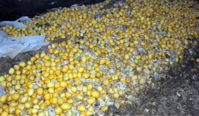 Tarlada 30 kuruş bile etmiyor! Tonlarca limon dere yatağına döküldü
