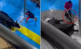 Et entegre tesisinde hayvana işkence! Baltayla defalarca kafasına vurdular